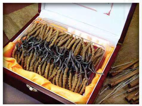 漳平冬虫夏草回收?